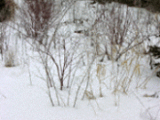 winter0033_1512.gif